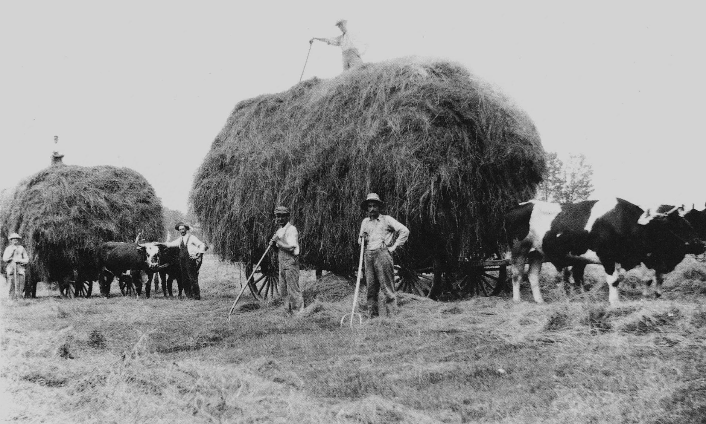 Hired hands at the North Field of the Canterbury Shaker Village, NH around 1920